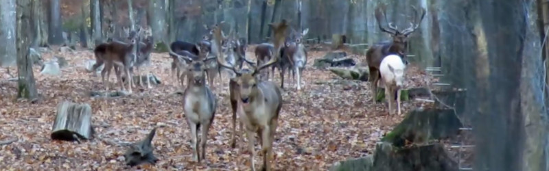 Ein Damhischrudel flüchtet entlang dem Gatter-Zaun.