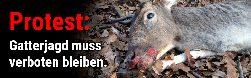 Die Gatterjagd im Burgenland muss verboten bleiben!