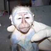 Foto: Wikipedia Affe