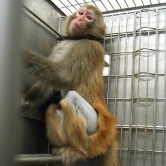 Foto: Wikipedia Affe