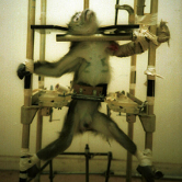 Foto: Wikipedia Affe