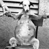 Foto: Wikipedia Hund