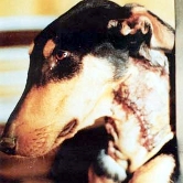 Foto: Wikipedia Hund