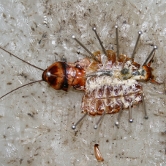 Foto: Wikipedia Insekt