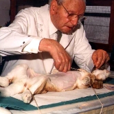 Foto: Wikipedia Kaninchen