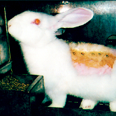 Foto: One voice Kaninchen