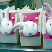 Foto: One voice Kaninchen