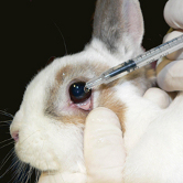 Foto: aegt Kaninchen