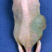 Foto: Wikipedia Maus