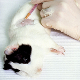 Foto: Wikipedia Meerschweinchen