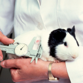 Foto: Wikipedia Meerschweinchen