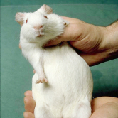 Foto: Wikipedia Meerschweinchen