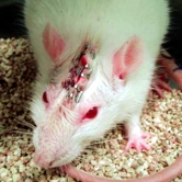 Foto: Wikipedia Ratte