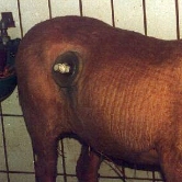 Foto: Wikipedia Schaf